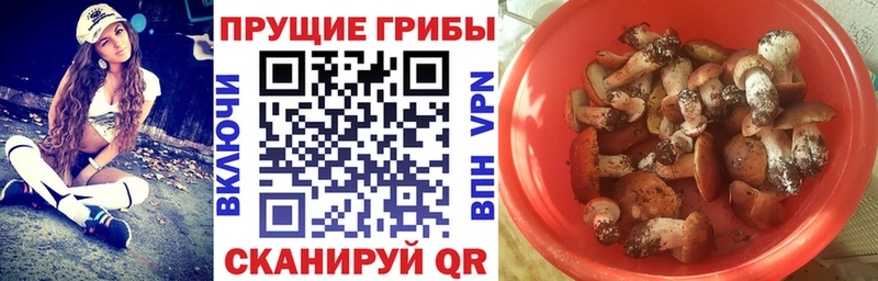 OMG tor  купить наркотики цена  Балтийск  Псилоцибиновые грибы Magic Shrooms 